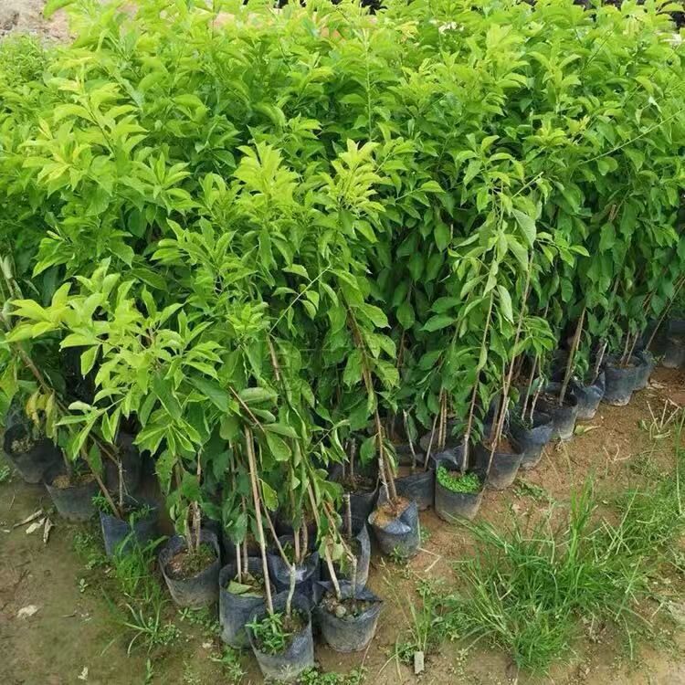 廣東清遠(yuǎn)英德三華李子苗基地-廣東哪里有三華李子苗賣-廠家直銷批發(fā)價(jià)格【阿賴果苗基地種植場(chǎng)】