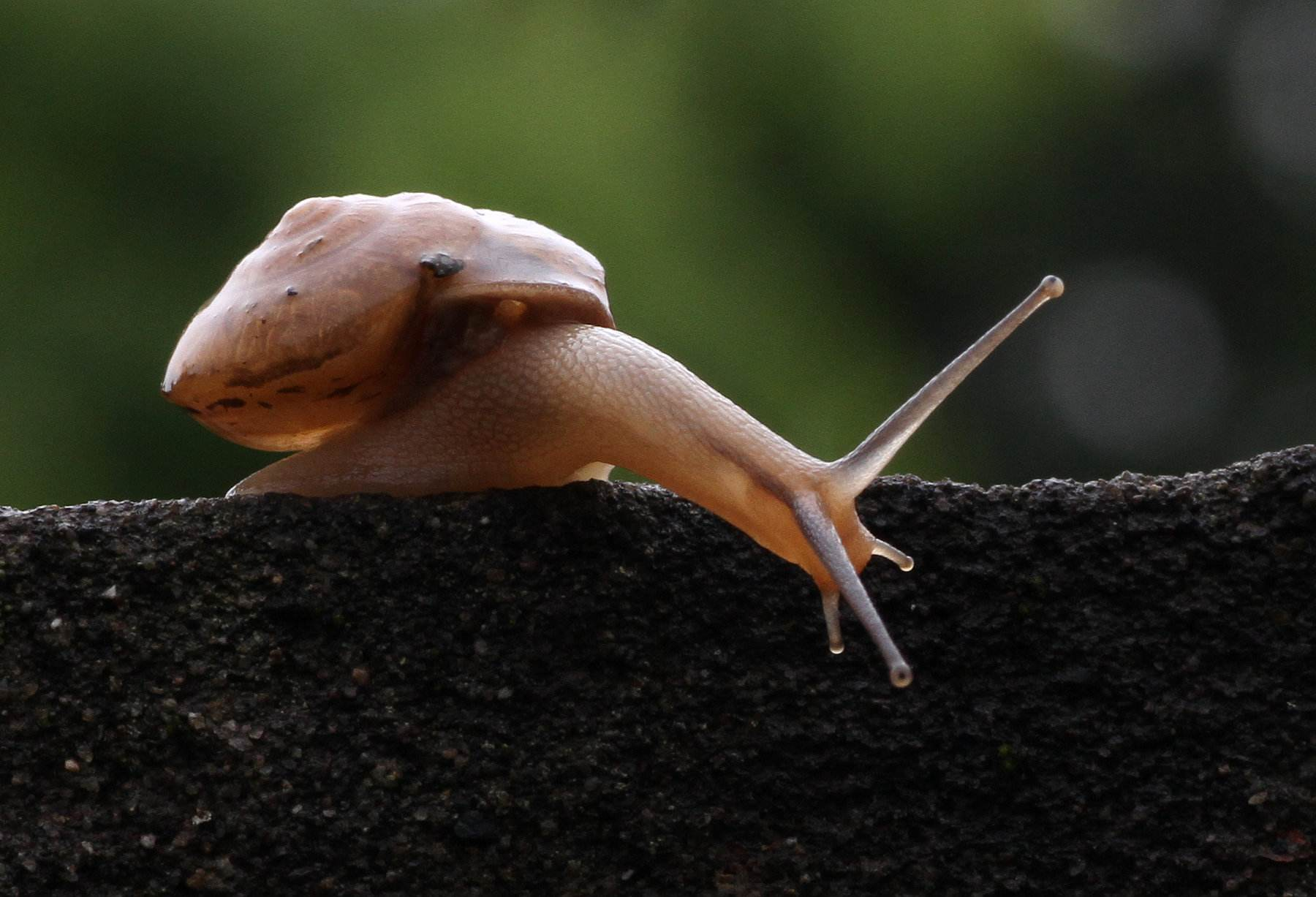 養(yǎng)殖好項目蝸牛養(yǎng)殖賺錢嗎？