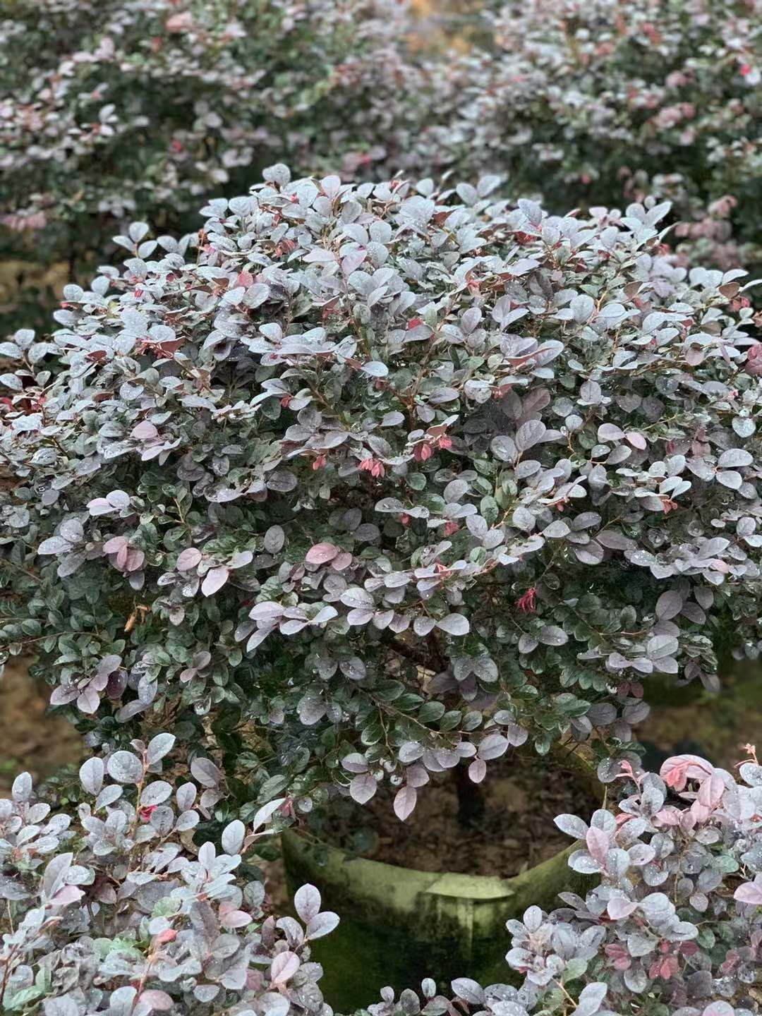 廣東清遠(yuǎn)英德紅繼木苗基地-廣東哪里有紅繼木苗賣-廠家直銷批發(fā)價(jià)格【阿賴果苗基地種植場(chǎng)】