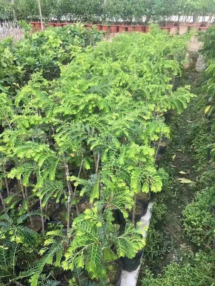 廣東清遠(yuǎn)英德甜油甘苗基地-廣東哪里有甜油甘苗賣-廠家直銷批發(fā)價格【阿賴果苗基地種植場】