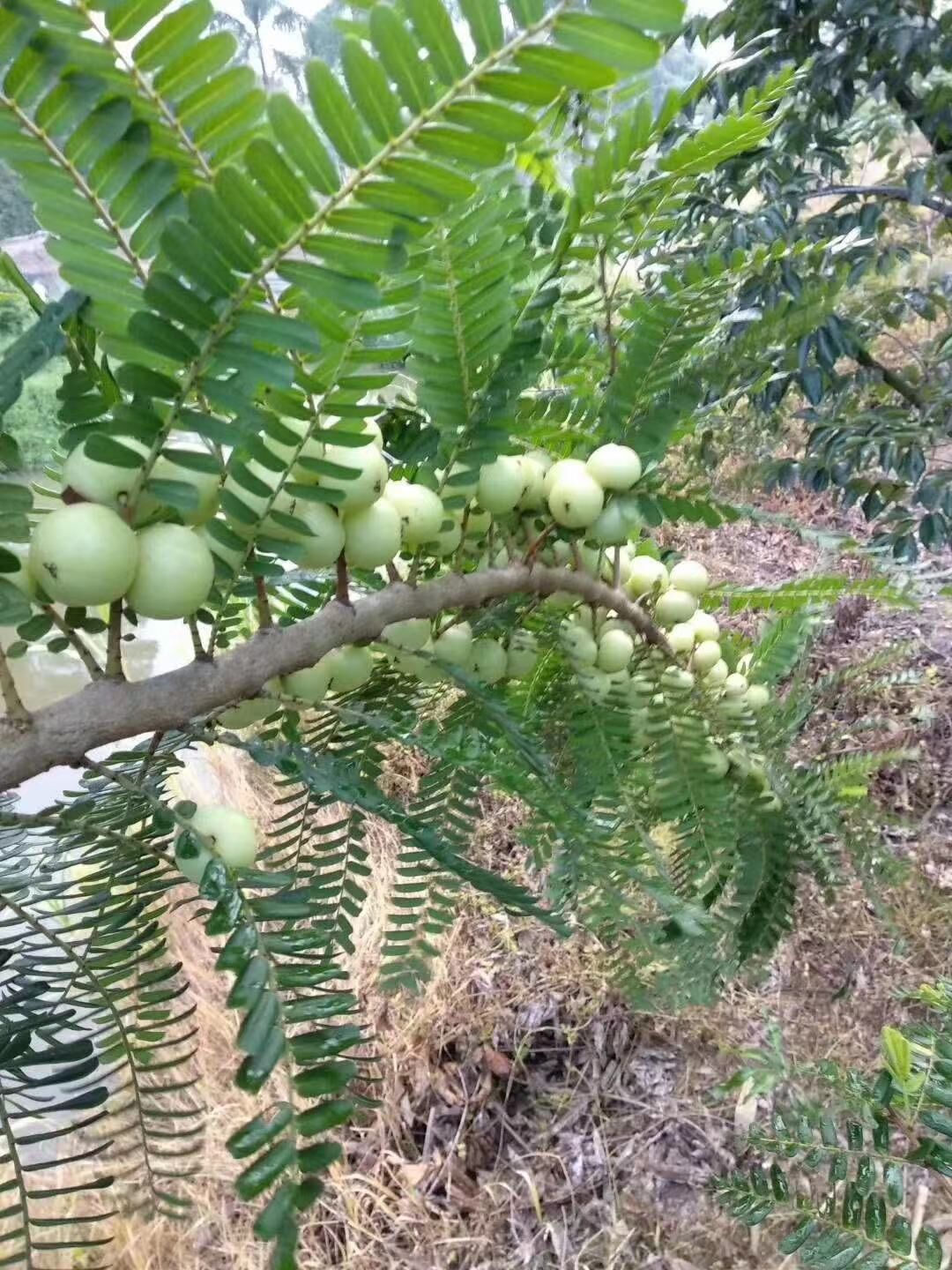 廣東清遠(yuǎn)英德甜油甘苗基地-廣東哪里有甜油甘苗賣-廠家直銷批發(fā)價格【阿賴果苗基地種植場】