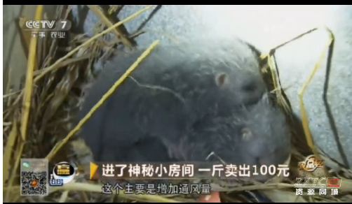 竹貍養(yǎng)殖流程