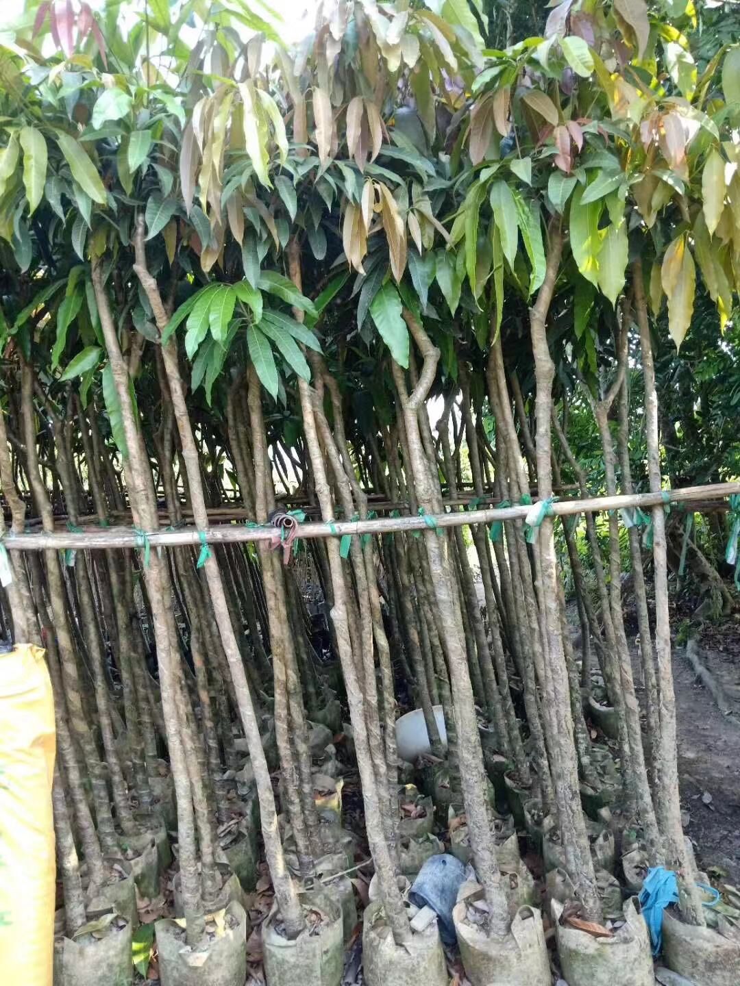 廣東清遠(yuǎn)英德石硤龍眼苗基地-廣東哪里有石硤龍眼苗賣-廠家直銷批發(fā)價(jià)格【阿賴果苗基地種植場(chǎng)】 廣東清遠(yuǎn)英德石硤龍眼苗基地