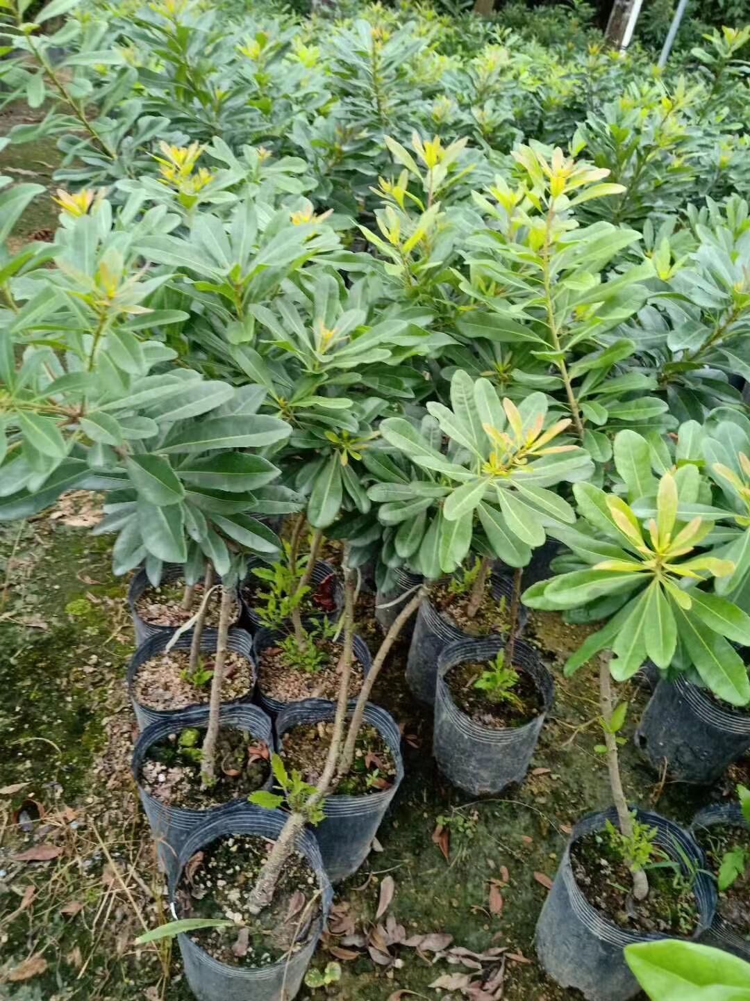 廣東清遠(yuǎn)英德東魁楊梅苗基地直銷(xiāo)批發(fā)價(jià)格【阿賴(lài)果苗基地種植場(chǎng)】