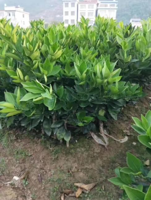 江西臍橙苗批發(fā)基地-廣東哪里有江西臍橙苗賣-廠家直銷批發(fā)價(jià)格【阿賴果苗基地種植場】