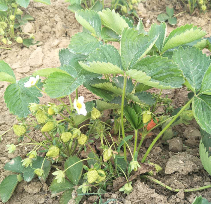 山東泰安草莓苗種植基地批發(fā)價(jià)格