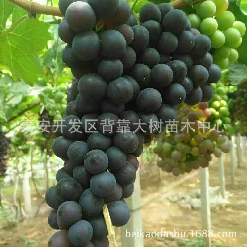山東葡萄樹種植基地批發(fā)價格