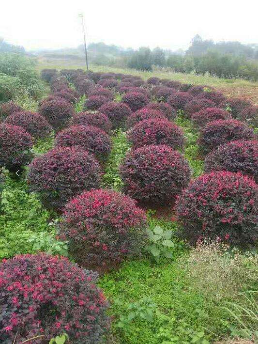 紅繼木球種植基地、價(jià)錢、批發(fā)【小二花木場】