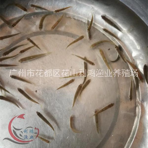 馬口魚苗 花杈魚 桃花魚 山鳡