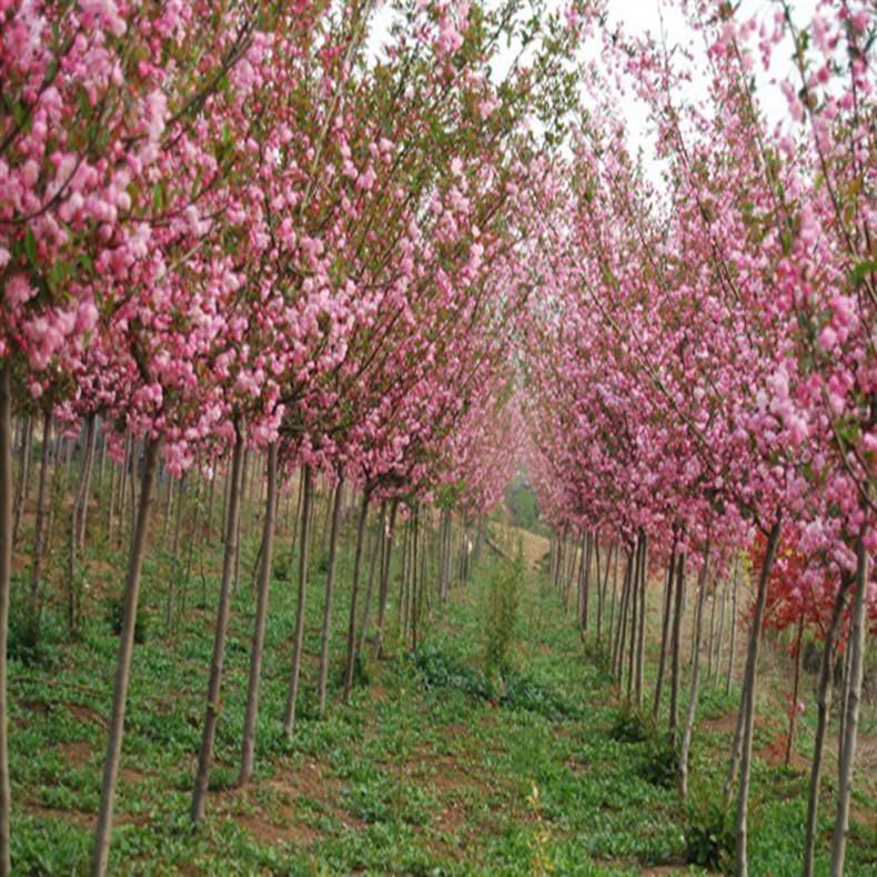 山東泰安冬紅果海棠種植基地批發(fā)價(jià)格