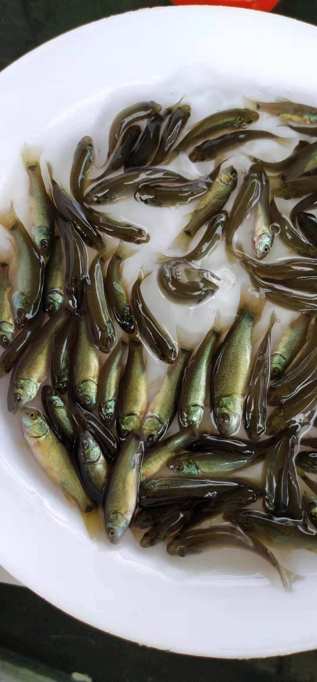 丁桂魚(yú)苗 丁穗魚(yú)苗 丁歲魚(yú)苗 歐洲丁桂魚(yú)苗 金蛙魚(yú)苗 產(chǎn)地直銷(xiāo)