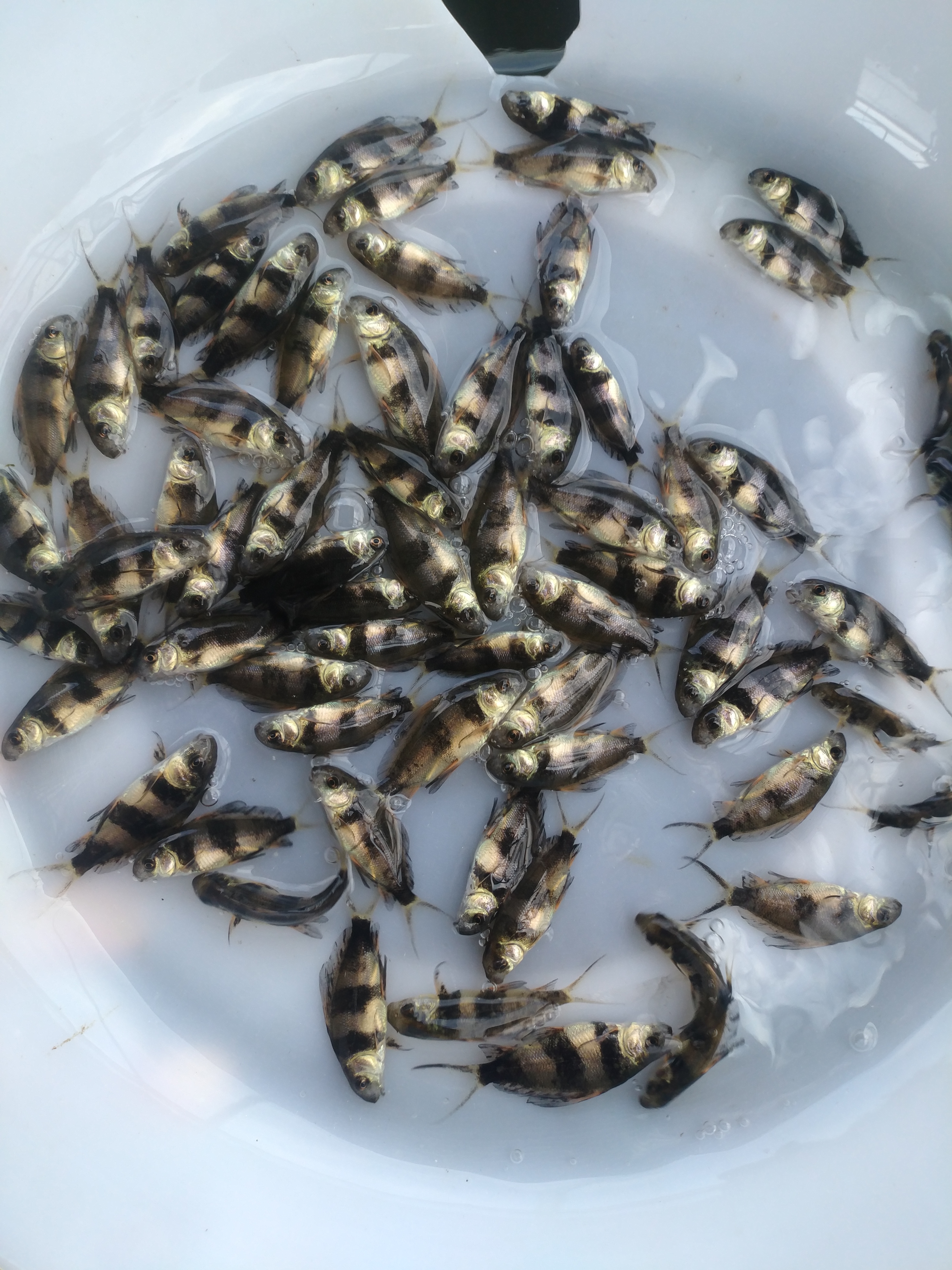 胭脂魚苗 一帆風(fēng)順魚苗 大口胭脂魚苗 亞洲美人魚 廣州匯海水產(chǎn)大量批發(fā)