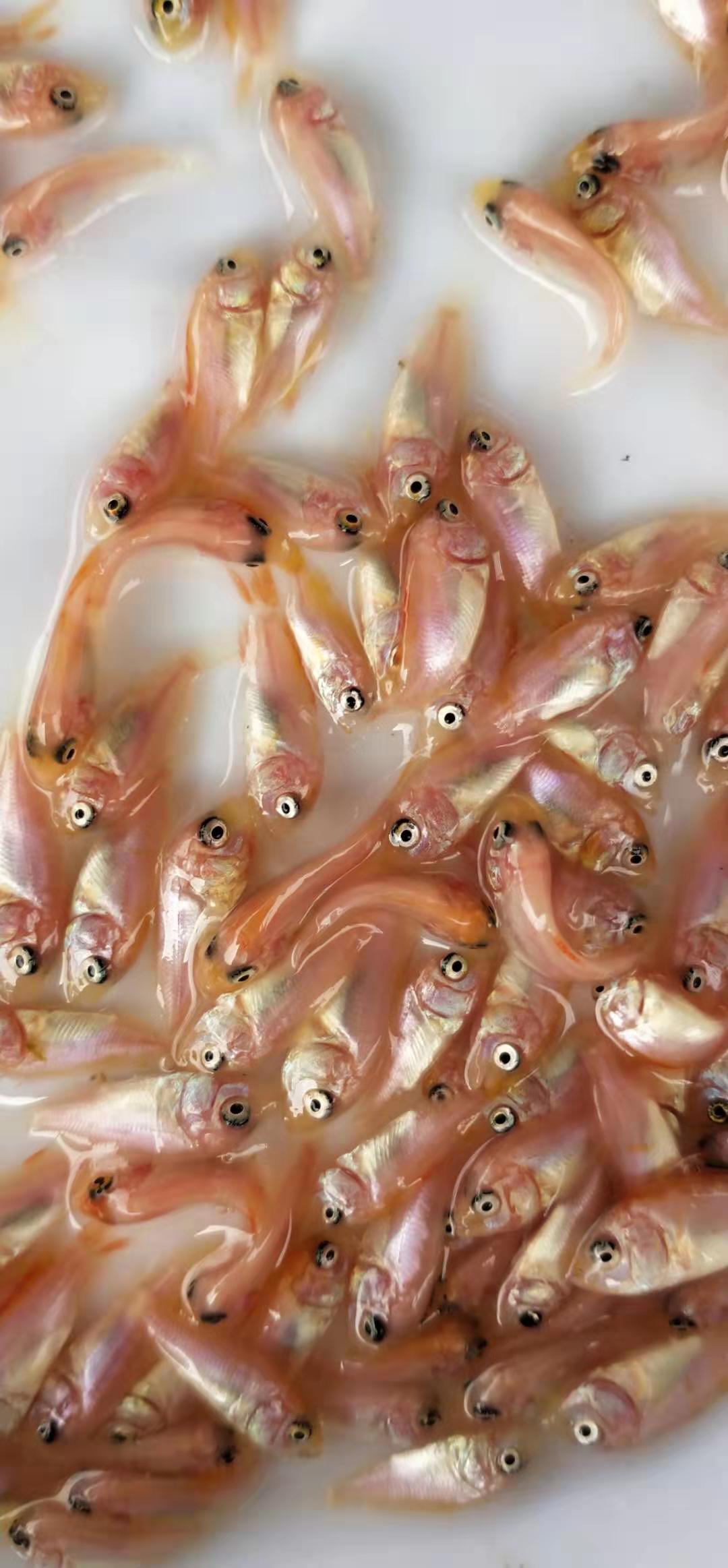 紅羅非魚苗 彩虹鯛魚苗豹紋紅羅非魚苗 羅非魚苗