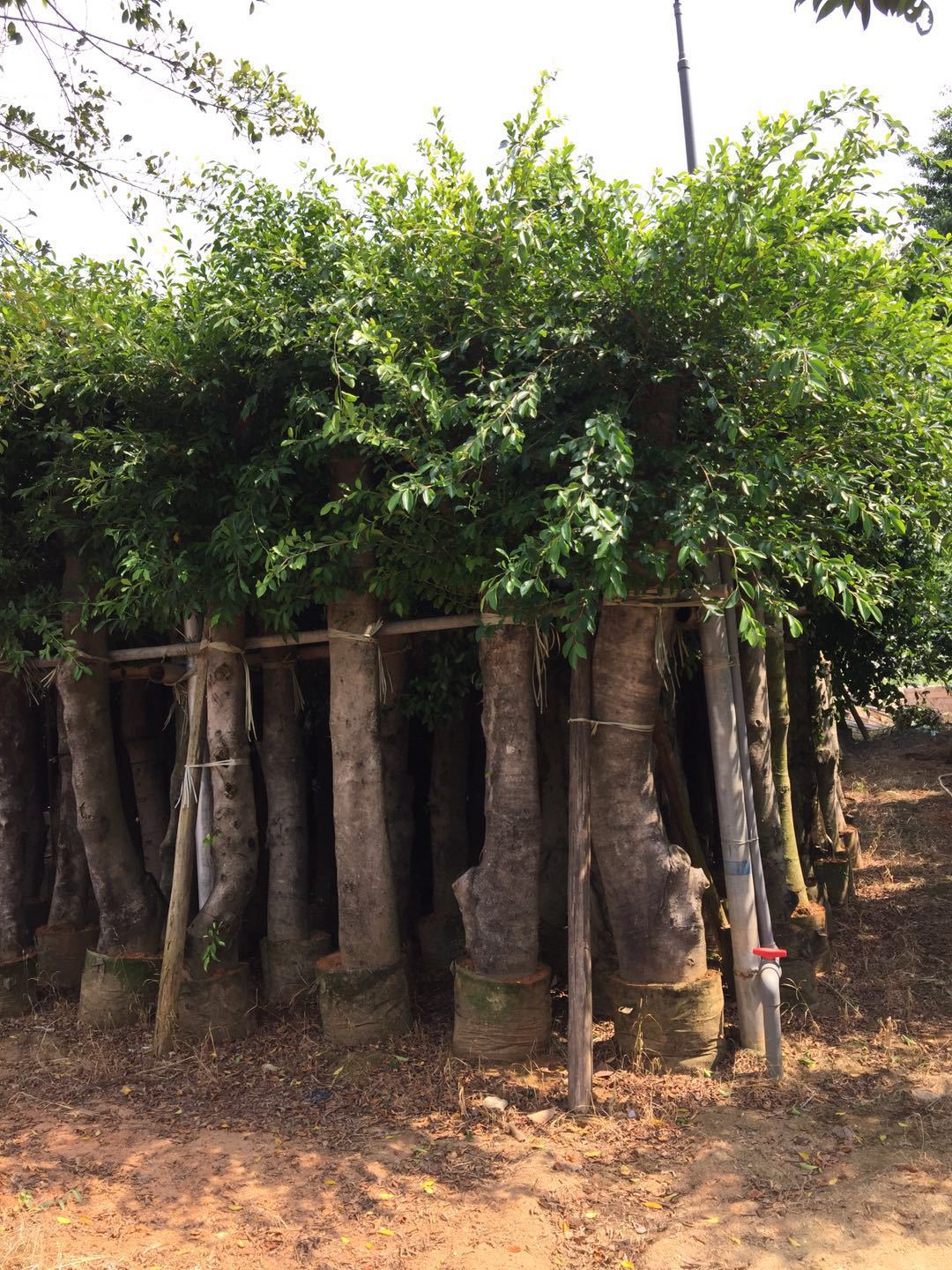 福建漳州插桿小葉榕基地-福建漳州插桿小葉榕批發(fā)價(jià)格-廠家直銷【漳浦縣金源花卉專業(yè)合作社】