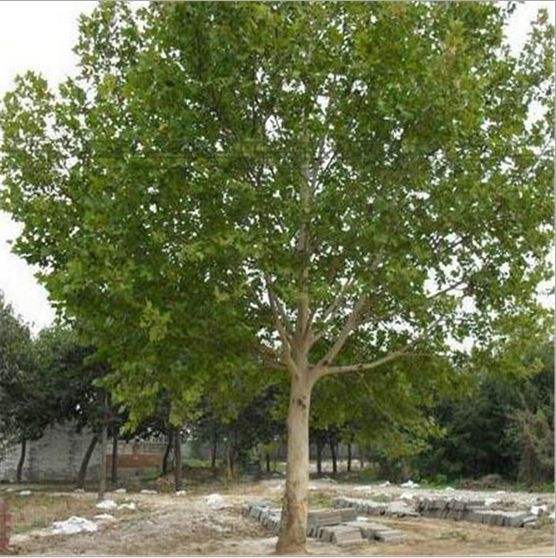 河南法桐種植基地，法桐種植批發(fā)，法桐種植報價