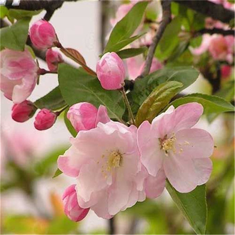 山東泰安冬紅果海棠種植基地批發(fā)價(jià)格