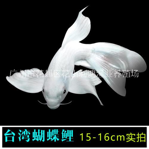 *臺(tái)灣蝴蝶鯉 *觀賞魚 淡水