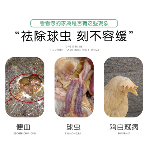 五味常青提取物 獸用雞球蟲病 紅黃白便 雞白冠 *提取飼料添加劑