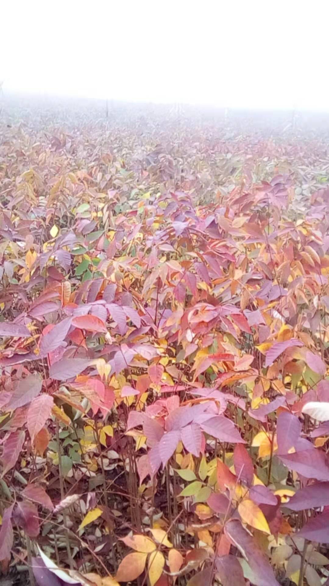 施恩漆樹苗種植基地_漆樹苗價格_ 漆樹苗價格