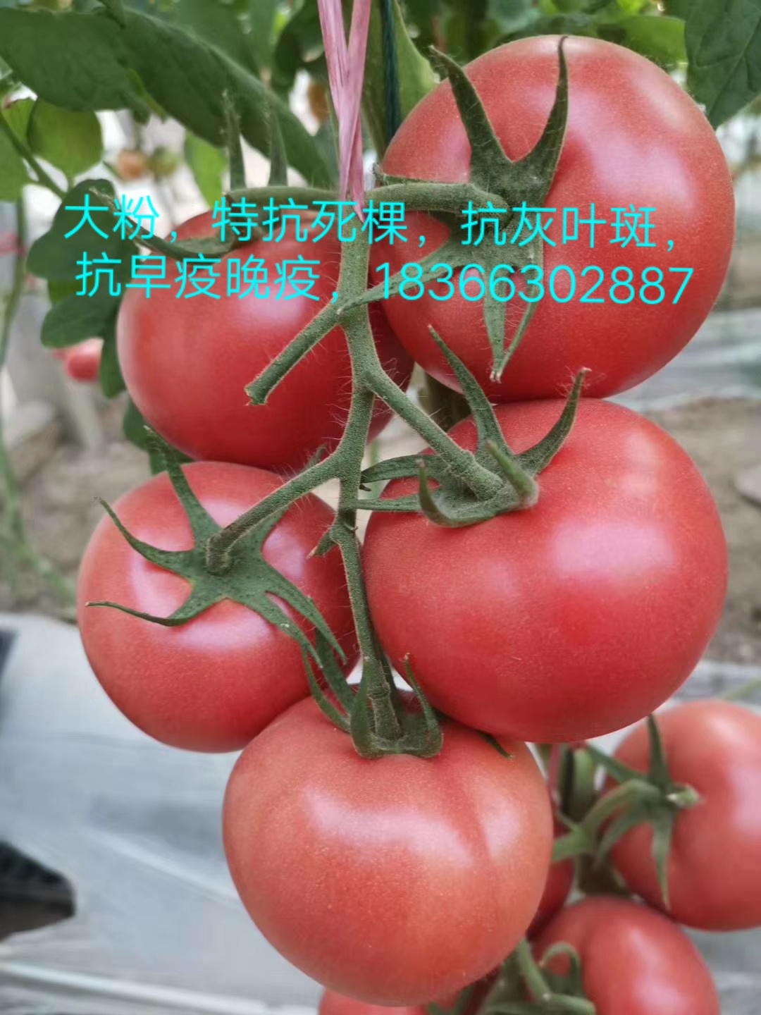 山東泰吉1號大粉西紅柿番茄種基地，報價，批發(fā)