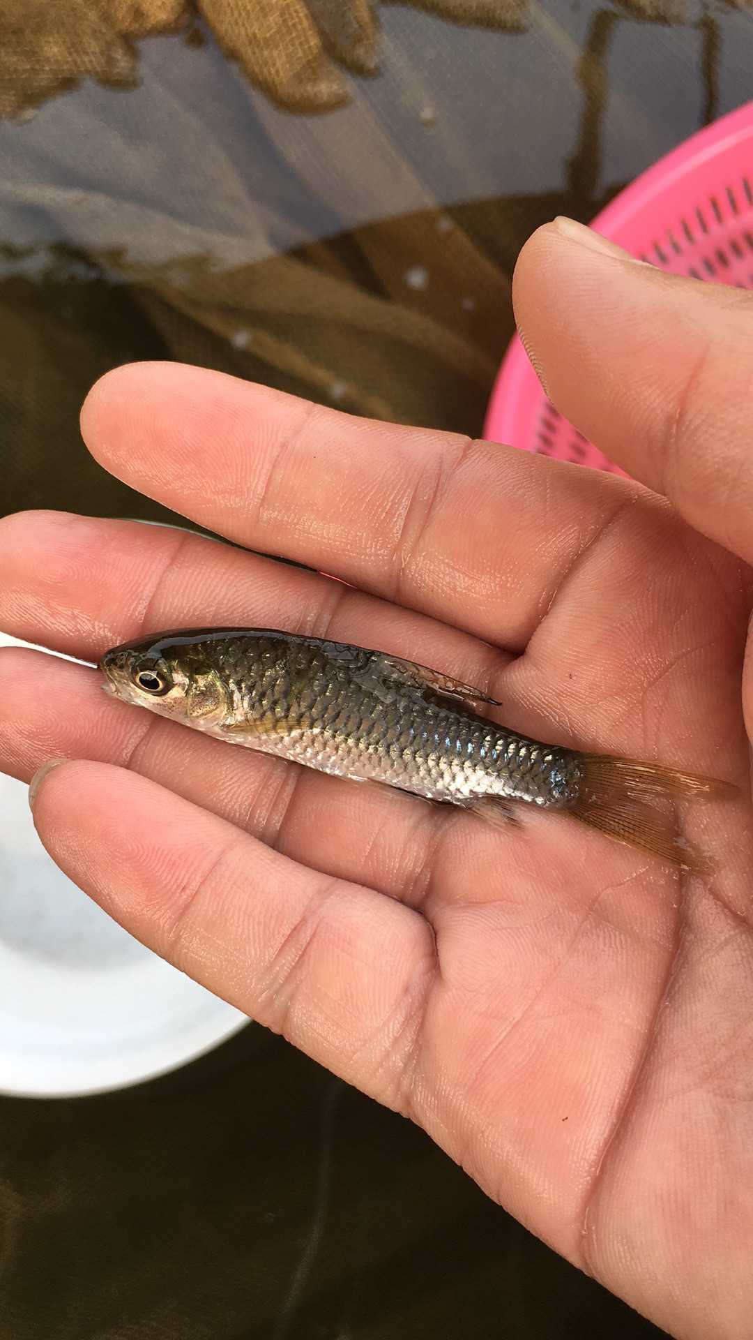 【特種魚苗】竹鲃鯉魚苗 中華倒刺鲃 青竹鯉 青鮒鯉 黃冠魚 巖鯽 中華倒刺鲃魚苗