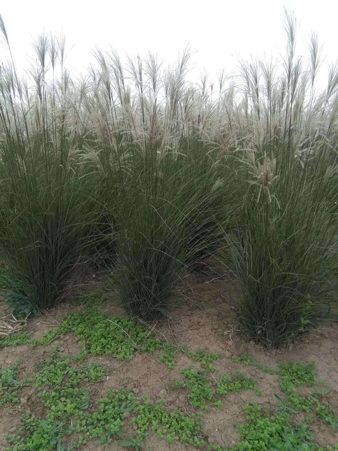 陜西西安細(xì)葉芒草種植基地直銷批發(fā)報(bào)價(jià)價(jià)格咨詢