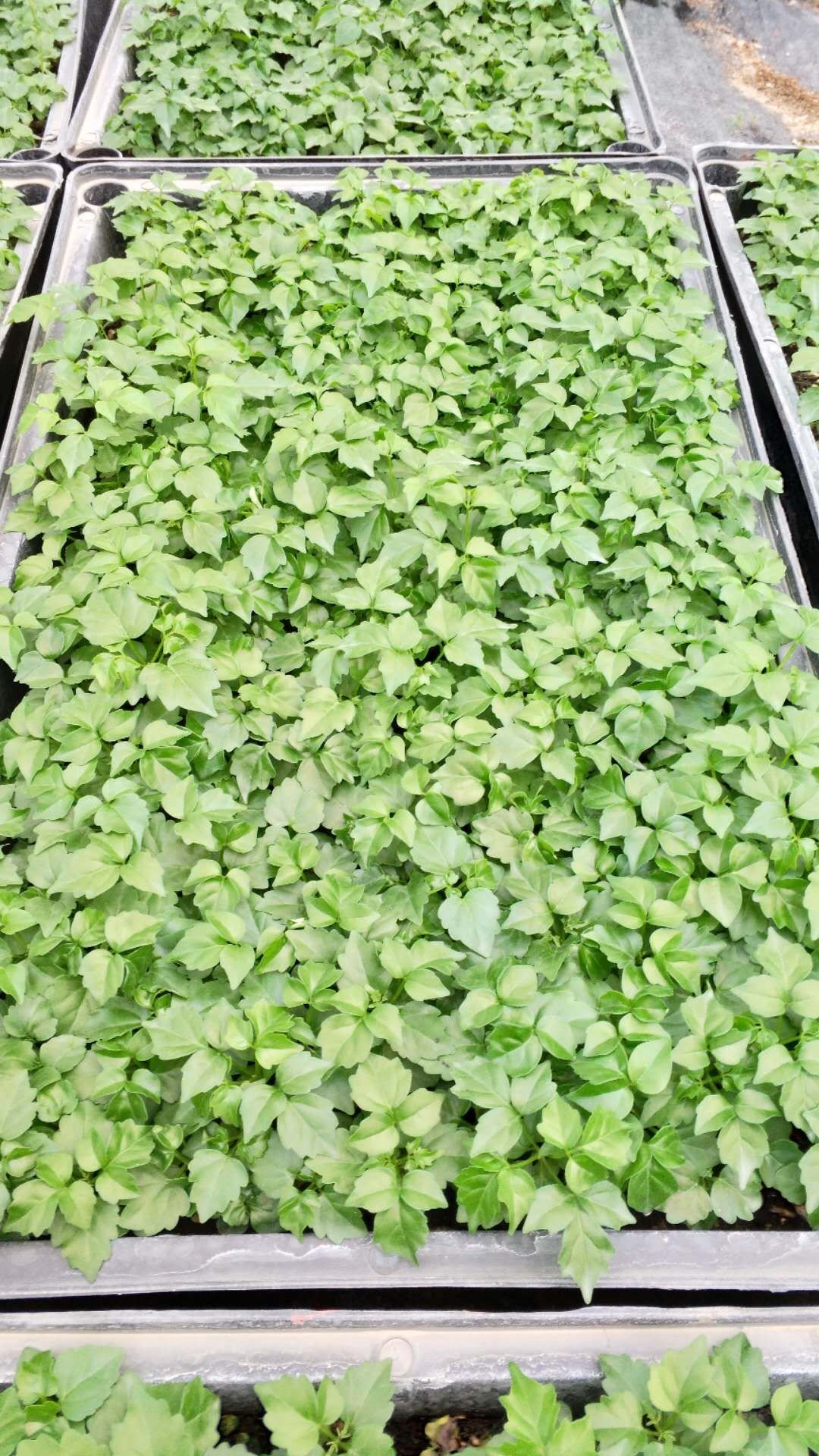 佛山市小富貴幸福樹(shù)盆栽觀葉植物-批發(fā)-供應(yīng)商-報(bào)價(jià)   小富貴 盆栽觀葉植物 基地直銷