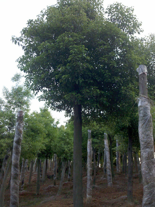 江蘇無(wú)錫市香樟樹價(jià)格 綠化樹苗批發(fā) 種植園林苗木基地