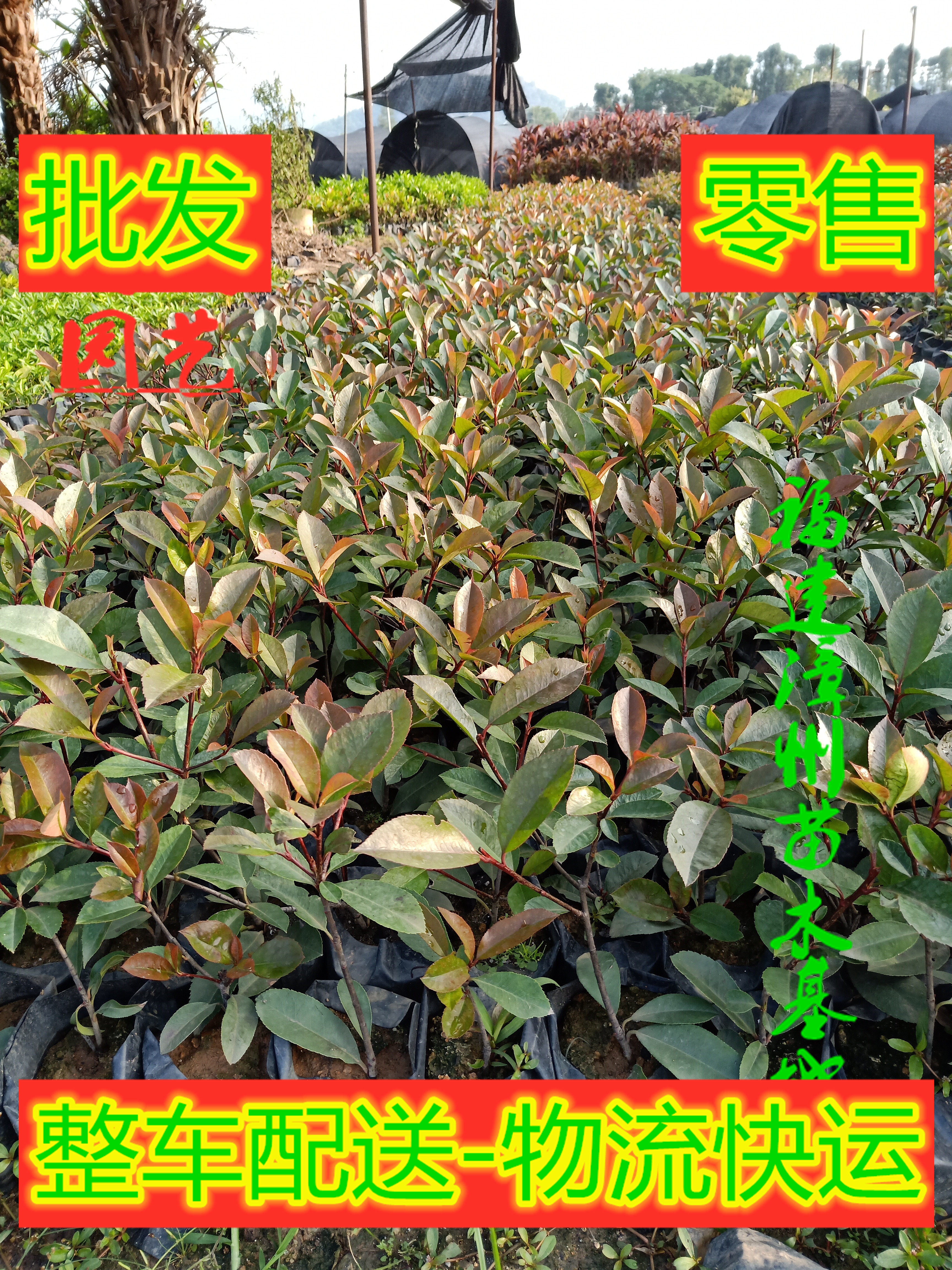 福建紅葉石楠基地%漳州紅葉石楠批發(fā)*紅葉石楠價格【漳浦縣閩成園藝場】