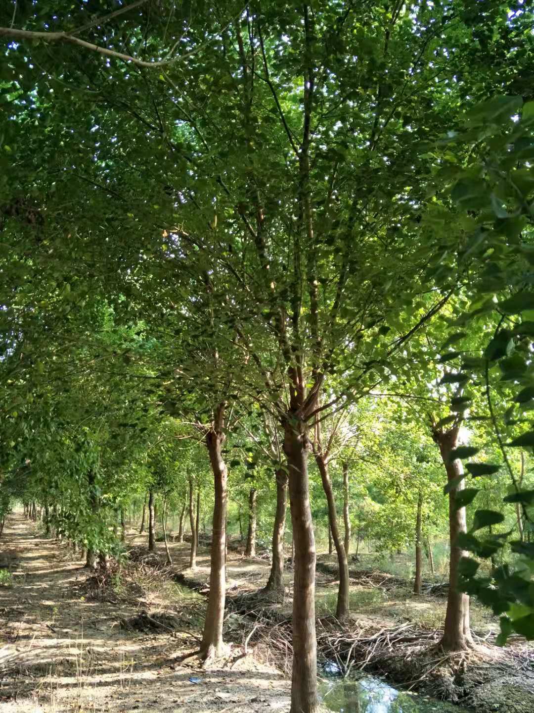 烏桕