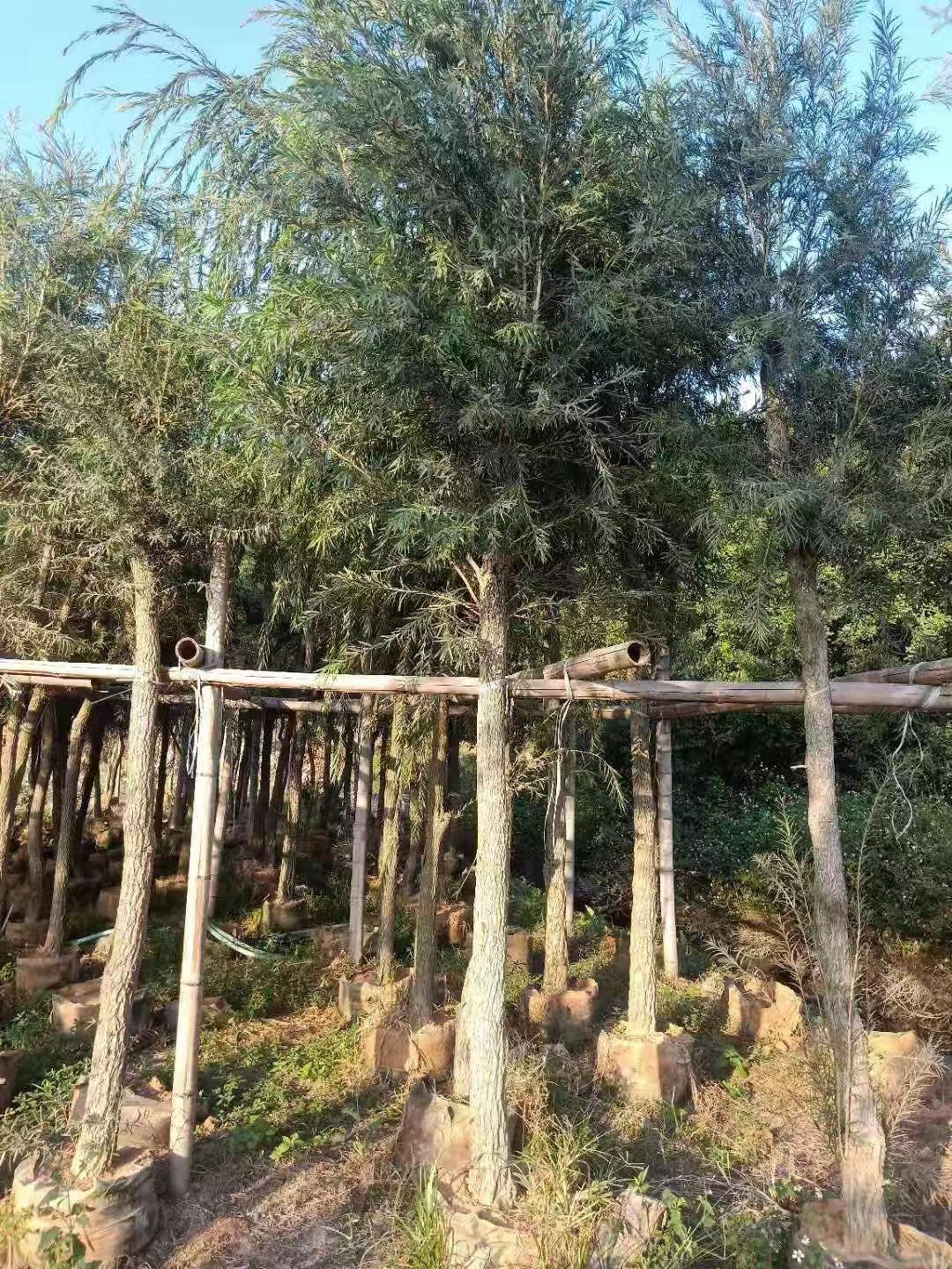 漳浦串錢柳廠家-供應(yīng)商-批發(fā)