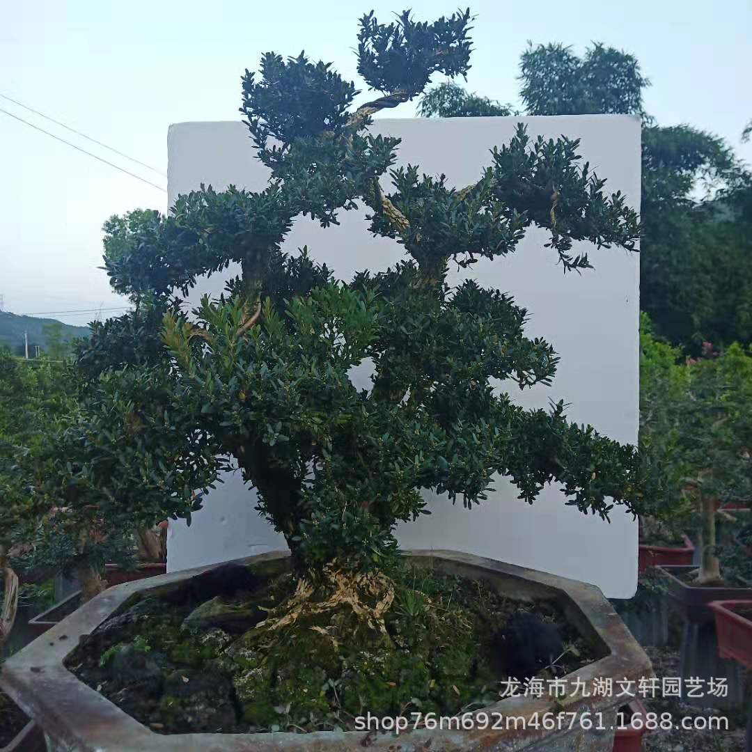 福建漳州龍海黃楊盆景基地-福建漳州龍海黃楊盆景價(jià)格-福建漳州龍海黃楊盆景廠家直銷【龍海市九湖文軒園藝場(chǎng)】