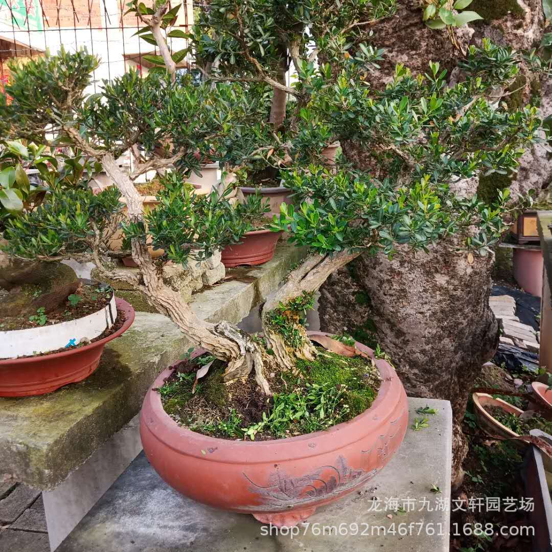 福建漳州龍海黃楊盆景基地-福建漳州龍海黃楊盆景價(jià)格-福建漳州龍海黃楊盆景廠家直銷【龍海市九湖文軒園藝場(chǎng)】