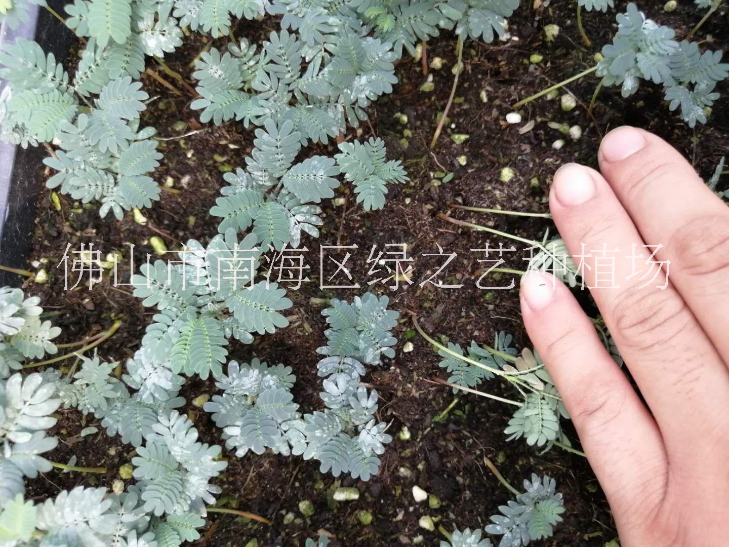 佛山市銀葉金合歡盆栽大量批發(fā)-價格-基地-報價-供應(yīng)商 銀葉金合歡綠化盆栽