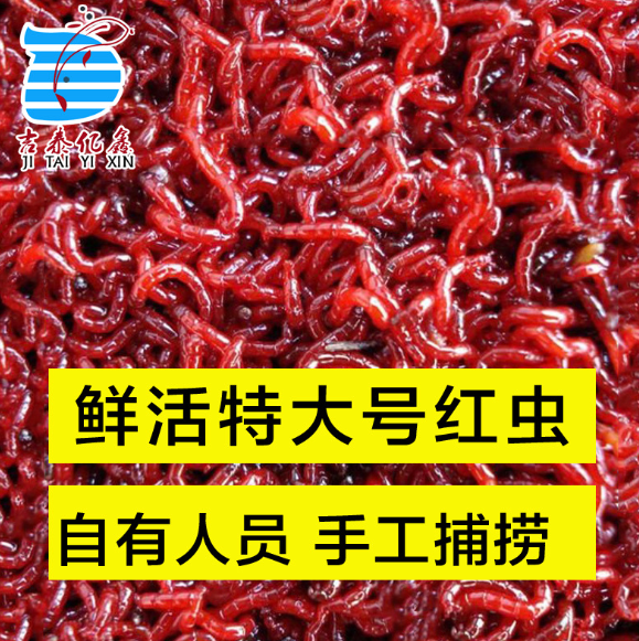 鮮活公蟲 鮮活公蟲報(bào)價(jià) 鮮活公蟲批發(fā) 鮮活公蟲供應(yīng)商 鮮活公蟲生產(chǎn)廠家 鮮活公蟲哪家好