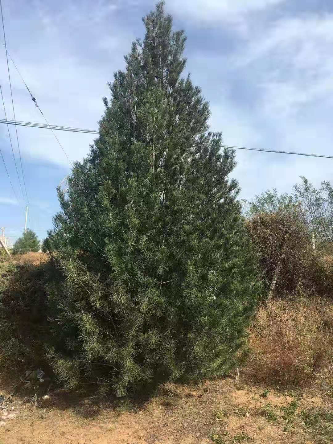 4米二級樹價格_報價_價錢【藍田縣綠林白皮松基地】