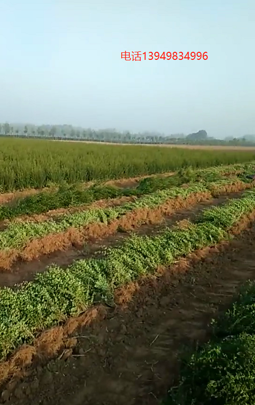 鄢陵小葉女貞基地，一年苗30--70公分高綠化*苗，小葉女貞大田地苗，綠化*苗 ，