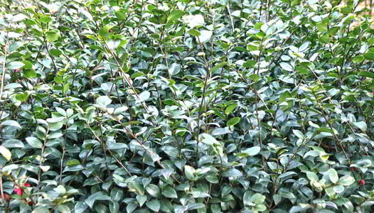柏加鎮(zhèn)茶梅工程苗種植基地 茶梅工程苗價格 茶梅工程苗批發(fā)