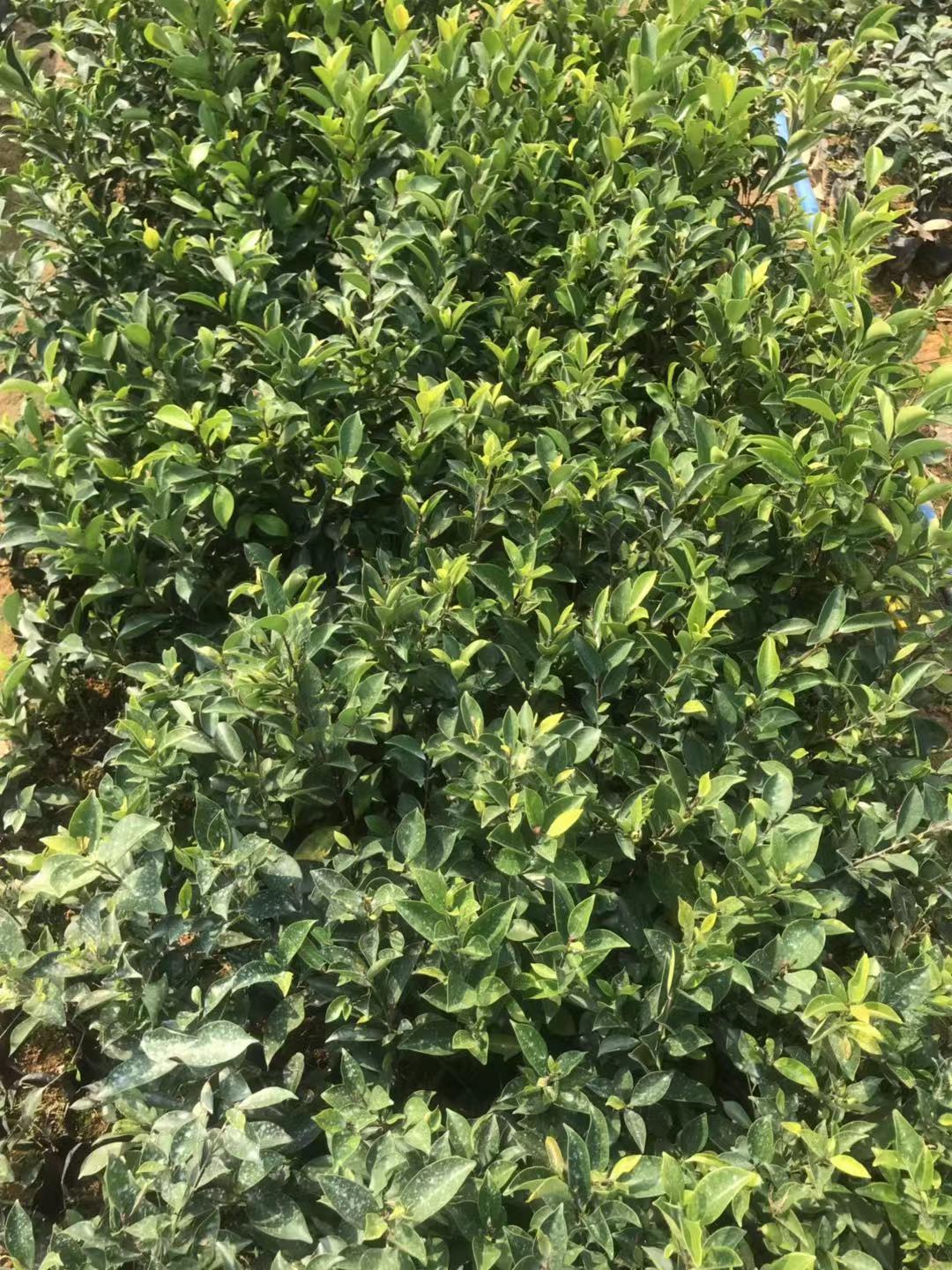 小葉榕供應(yīng)價(jià)格、價(jià)錢、批發(fā)【廣州匯森林業(yè)有限公司】