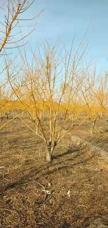 邛崍市景觀叢生金枝槐批發(fā)基地  叢生金枝槐品種價格