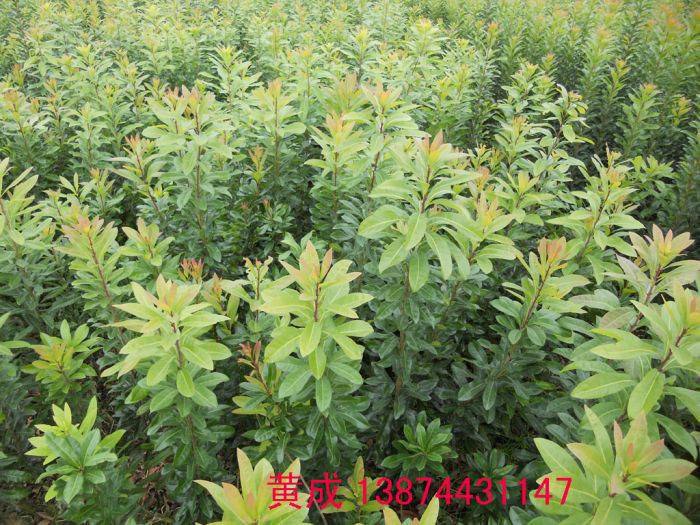 廣東楊梅苗種植基地批發(fā)【靖州縣建國楊梅苗種植基地】