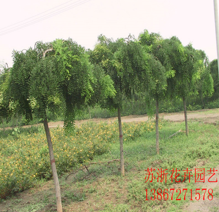 庭院景觀樹(shù)火熱招商_廠家直銷_廠家定制_哪家便宜