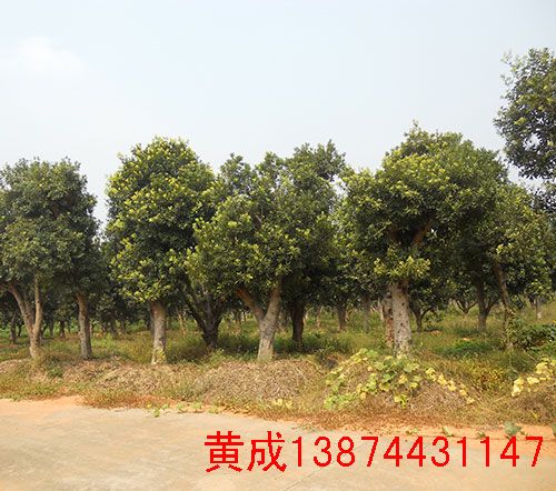 廣西楊梅苗基地批發(fā)多少錢【靖州縣建國(guó)楊梅苗種植基地】