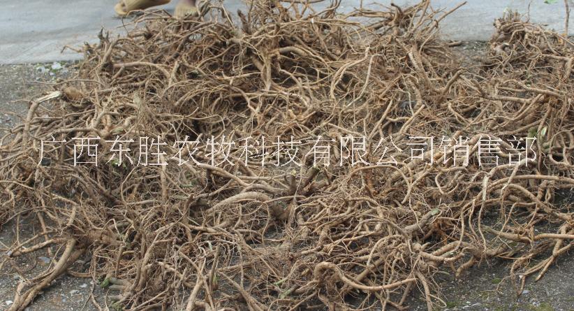 山豆根批發(fā)  山豆根急售 廣豆根直銷 原生態(tài)山豆根銷售