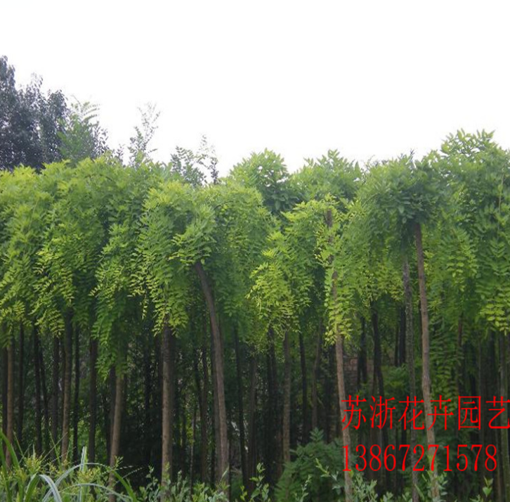 庭院景觀樹(shù)火熱招商_廠家直銷_廠家定制_哪家便宜