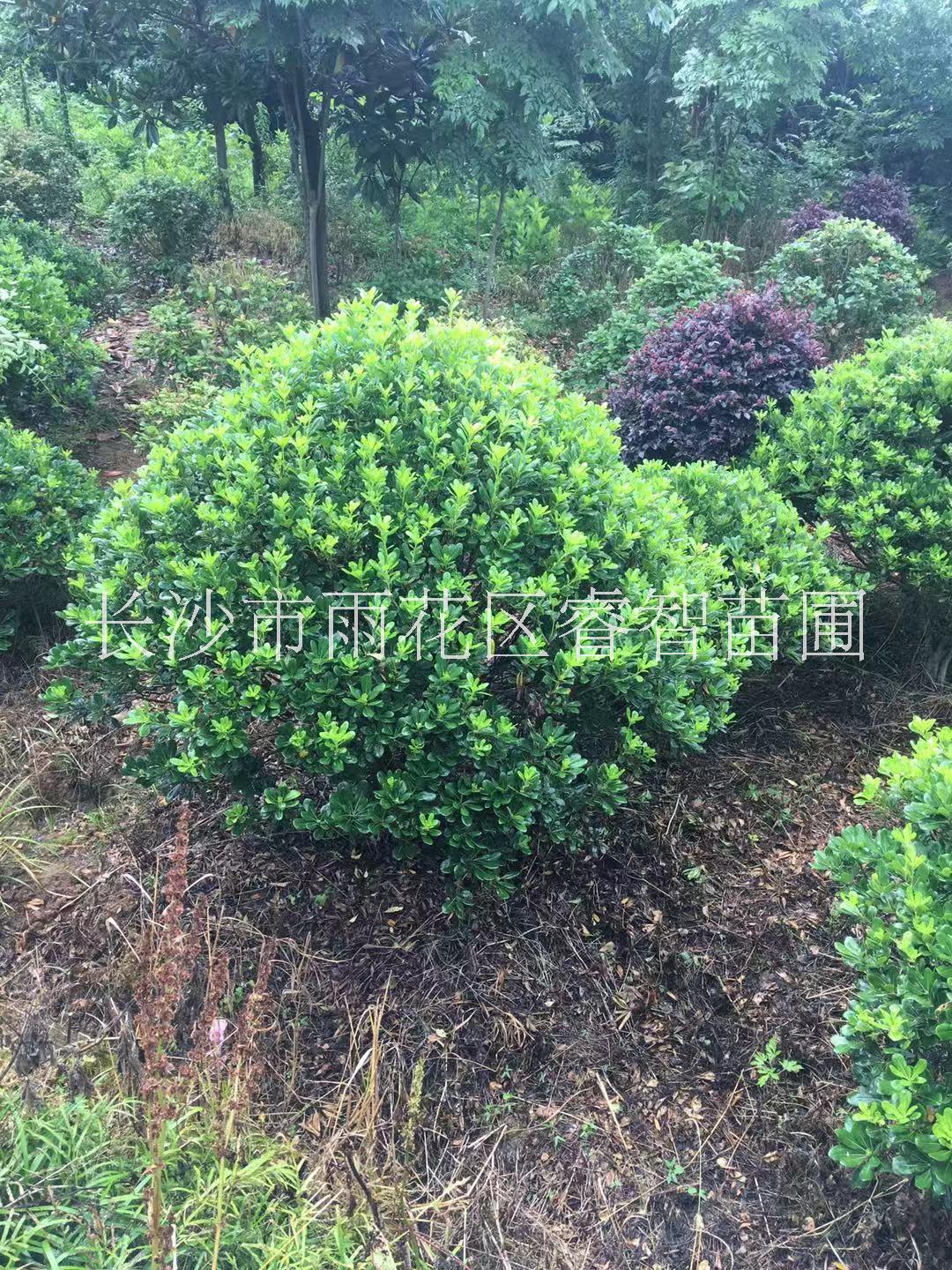 海桐球價格/優(yōu)質(zhì)工程苗湖南基地生產(chǎn)批發(fā)