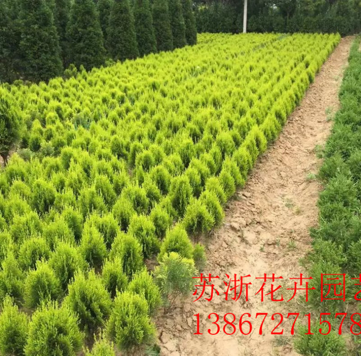 灑金柏大小苗火熱招商_廠家直銷_廠家定制_哪家便宜