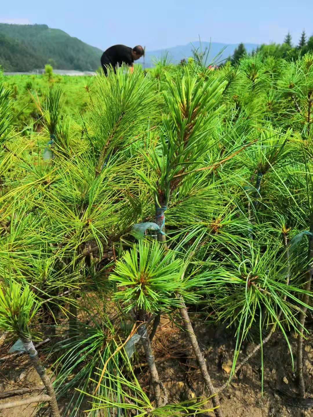 鶴崗紅松嫁接苗種植基地*報價哪家便宜銷售熱線
