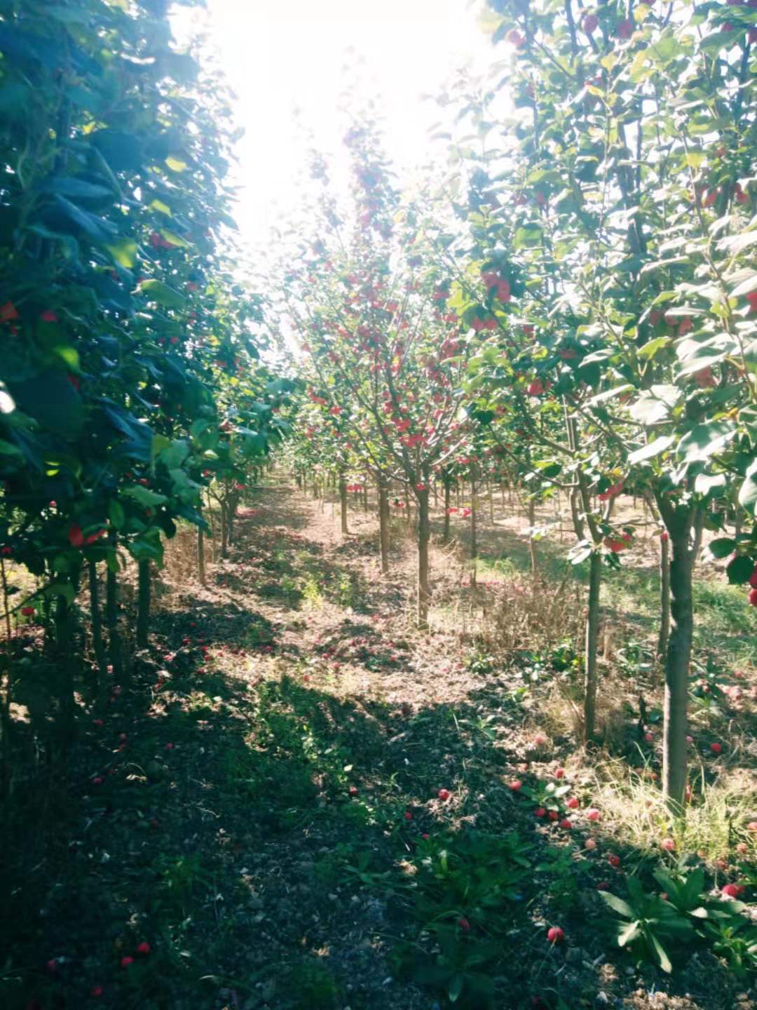 八棱海棠樹種植基地、八棱海棠樹價格、八棱海棠樹批發(fā)