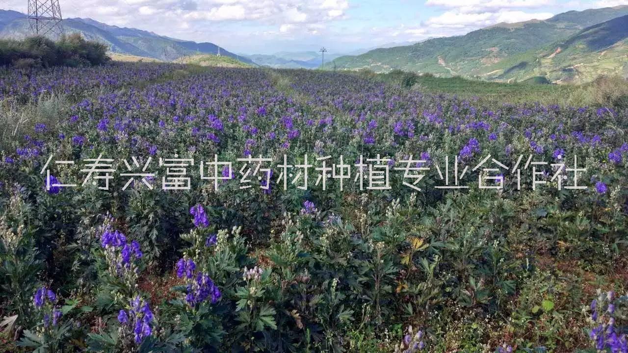 供應(yīng)批發(fā)烏頭附子種子種苗出售，川烏種子種苗草烏種子種苗，附子種植技術(shù)